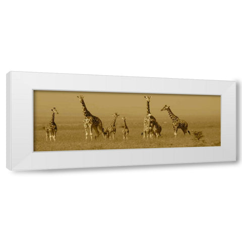 Giraffes White Modern Wood Framed Art Print by Farnsworth, Sarah