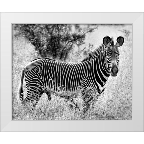 Zebra Lookout White Modern Wood Framed Art Print by Farnsworth, Sarah