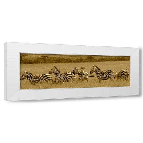 Zebras White Modern Wood Framed Art Print by Farnsworth, Sarah