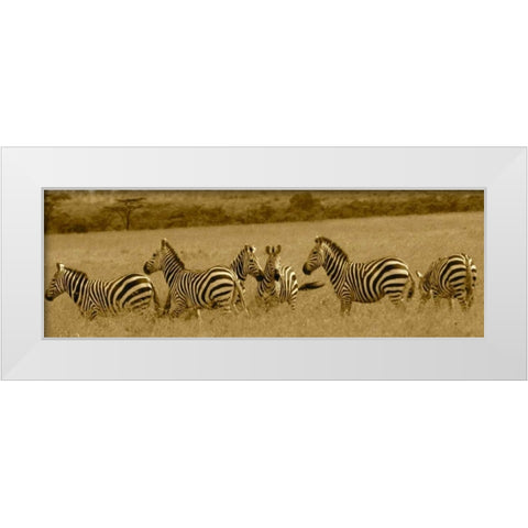 Zebras White Modern Wood Framed Art Print by Farnsworth, Sarah
