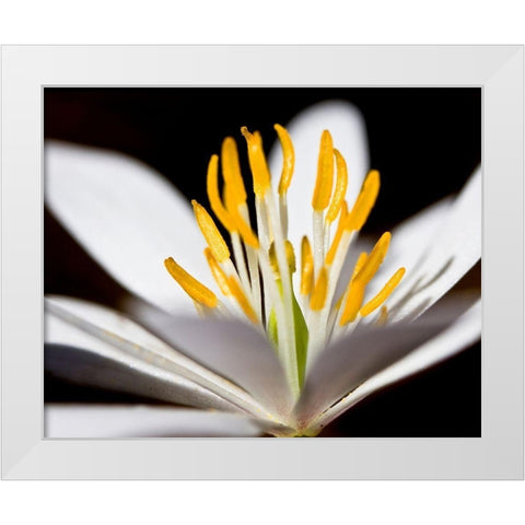 White Puccoon I White Modern Wood Framed Art Print by Mansfield, Kathy