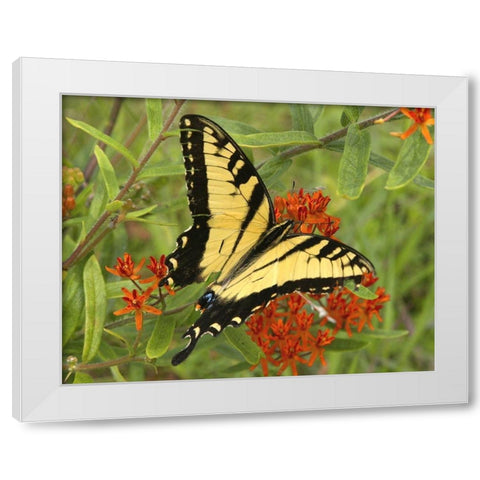 Black Yellow Butterfly II White Modern Wood Framed Art Print by Mansfield, Kathy
