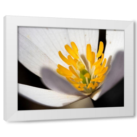 White Puccoon II White Modern Wood Framed Art Print by Mansfield, Kathy