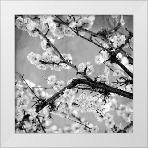 Black and White Blossoms II White Modern Wood Framed Art Print by Bryant, Susan