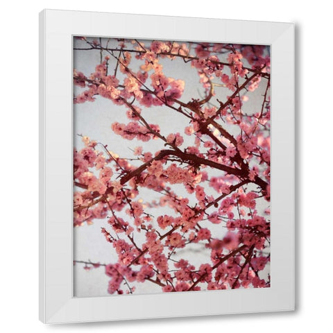 Cherry Blossoms II White Modern Wood Framed Art Print by Bryant, Susan