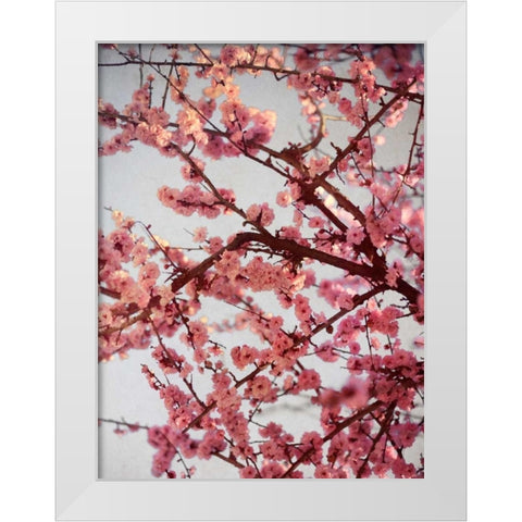 Cherry Blossoms II White Modern Wood Framed Art Print by Bryant, Susan