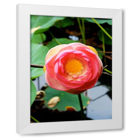 Red Lotus II White Modern Wood Framed Art Print by Rodriguez, Jairo