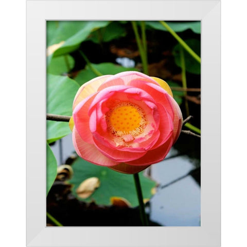 Red Lotus II White Modern Wood Framed Art Print by Rodriguez, Jairo