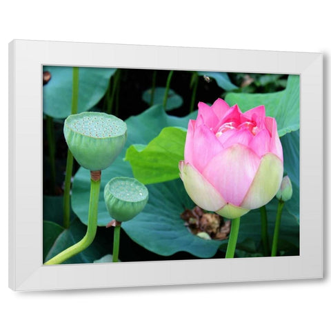 Purple Lotus I White Modern Wood Framed Art Print by Rodriguez, Jairo