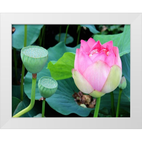 Purple Lotus I White Modern Wood Framed Art Print by Rodriguez, Jairo