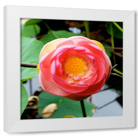 Red Lotus I White Modern Wood Framed Art Print by Rodriguez, Jairo