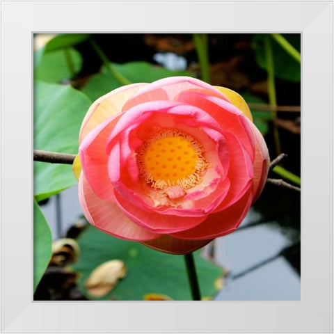 Red Lotus I White Modern Wood Framed Art Print by Rodriguez, Jairo