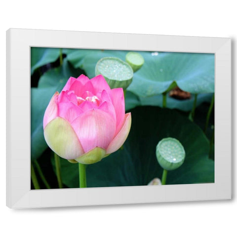 Purple Lotus II White Modern Wood Framed Art Print by Rodriguez, Jairo