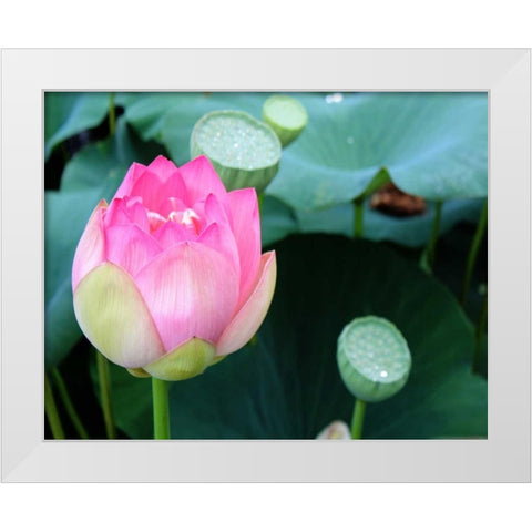 Purple Lotus II White Modern Wood Framed Art Print by Rodriguez, Jairo