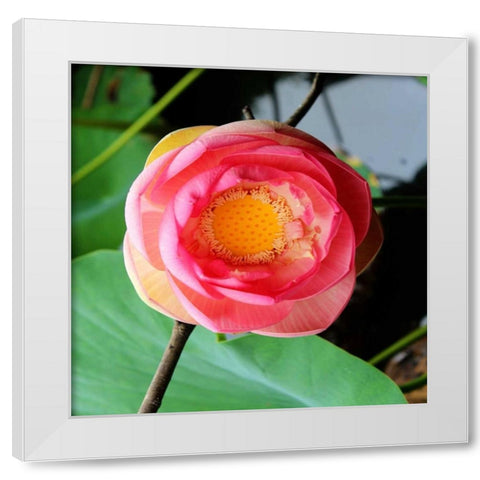 Red Lotus II White Modern Wood Framed Art Print by Rodriguez, Jairo