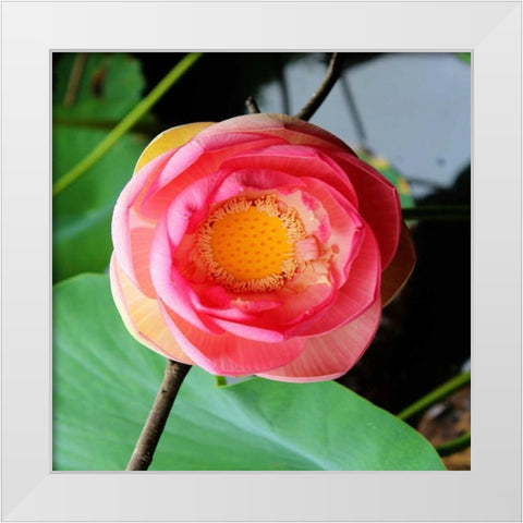 Red Lotus II White Modern Wood Framed Art Print by Rodriguez, Jairo