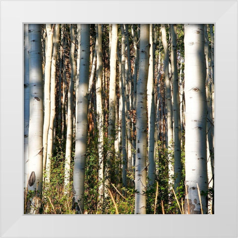 Aspen Grove I White Modern Wood Framed Art Print by Mansfield, Kathy