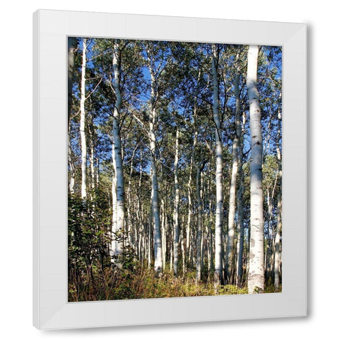 Aspen Grove II White Modern Wood Framed Art Print by Mansfield, Kathy