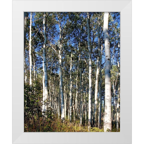 Aspen Grove II White Modern Wood Framed Art Print by Mansfield, Kathy