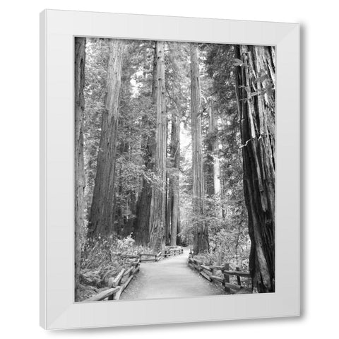 Tree Path I White Modern Wood Framed Art Print by Mansfield, Kathy