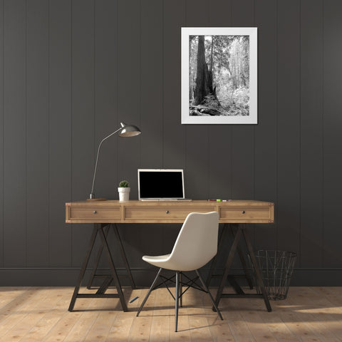 Tree Path II White Modern Wood Framed Art Print by Mansfield, Kathy