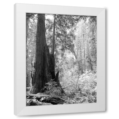 Tree Path II White Modern Wood Framed Art Print by Mansfield, Kathy