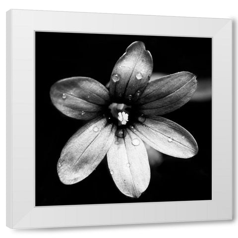 Black and White Bloom I White Modern Wood Framed Art Print by Mansfield, Kathy