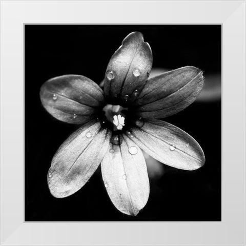 Black and White Bloom I White Modern Wood Framed Art Print by Mansfield, Kathy