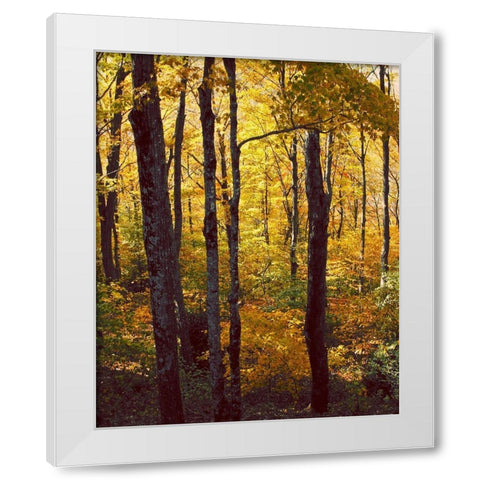 Sanctuary Woods I White Modern Wood Framed Art Print by Mansfield, Kathy