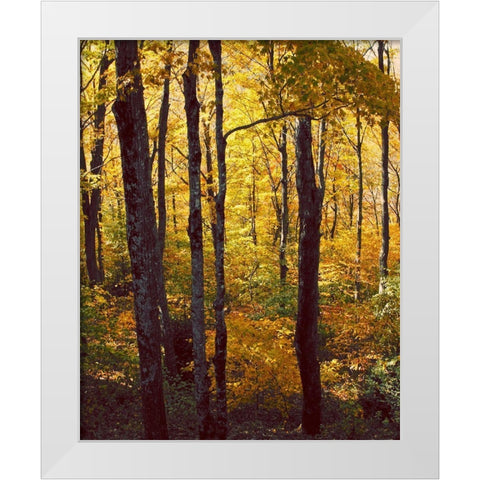Sanctuary Woods I White Modern Wood Framed Art Print by Mansfield, Kathy