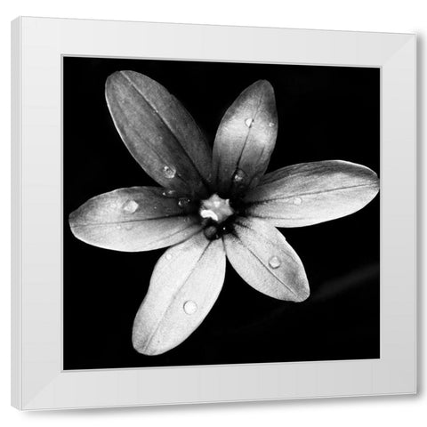 Black and White Bloom II White Modern Wood Framed Art Print by Mansfield, Kathy