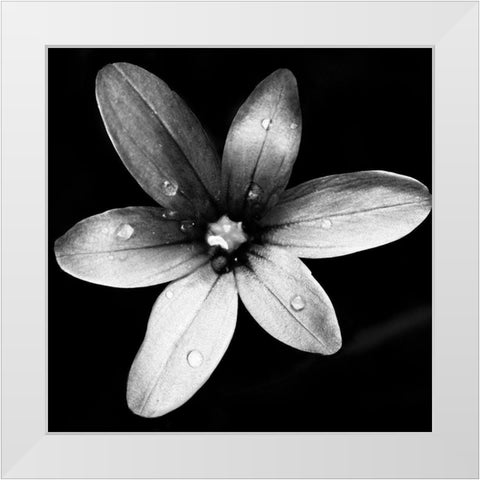 Black and White Bloom II White Modern Wood Framed Art Print by Mansfield, Kathy