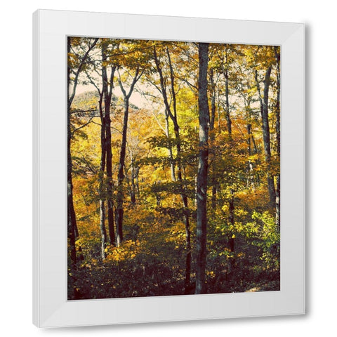 Sanctuary Woods II White Modern Wood Framed Art Print by Mansfield, Kathy