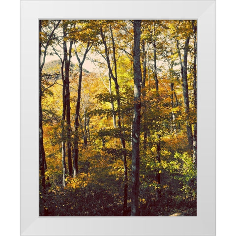 Sanctuary Woods II White Modern Wood Framed Art Print by Mansfield, Kathy