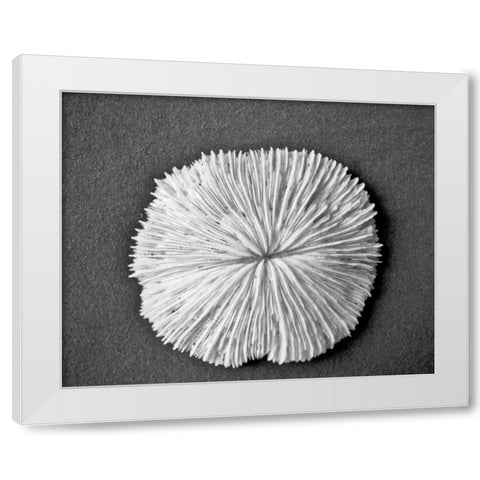 Sand Dollar I White Modern Wood Framed Art Print by Rodriguez, Jairo