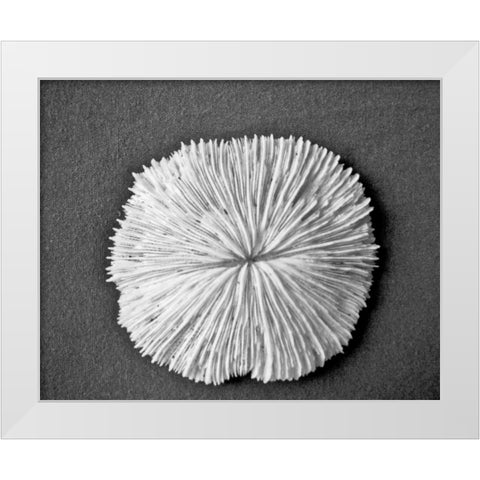 Sand Dollar I White Modern Wood Framed Art Print by Rodriguez, Jairo