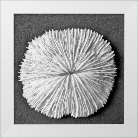 Sun Dollar I White Modern Wood Framed Art Print by Rodriguez, Jairo