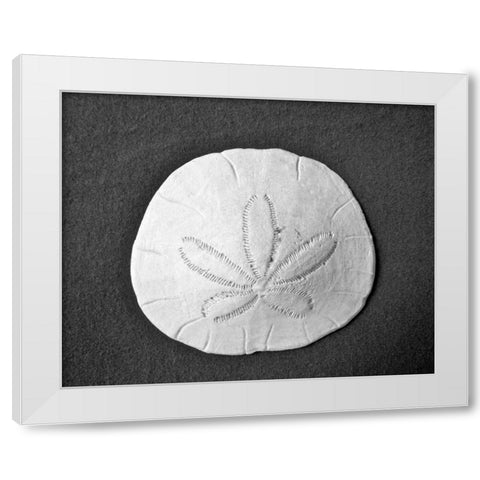 Sand Dollar II White Modern Wood Framed Art Print by Rodriguez, Jairo