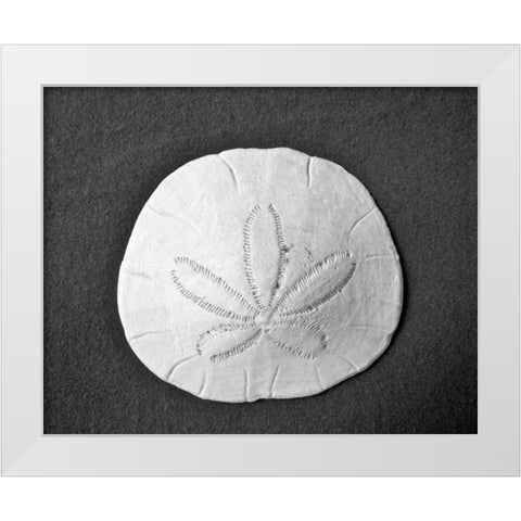 Sand Dollar II White Modern Wood Framed Art Print by Rodriguez, Jairo