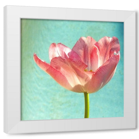 Pink Tulip White Modern Wood Framed Art Print by Peck, Gail