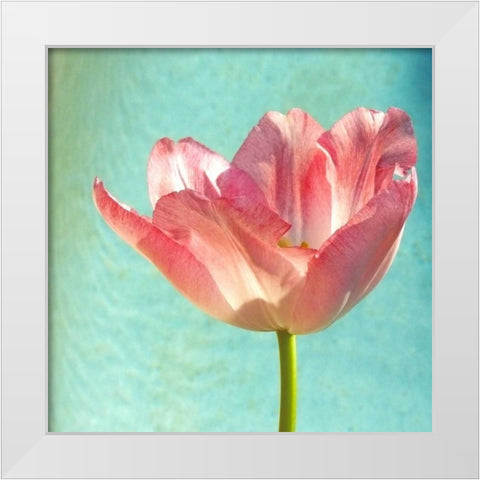 Pink Tulip White Modern Wood Framed Art Print by Peck, Gail