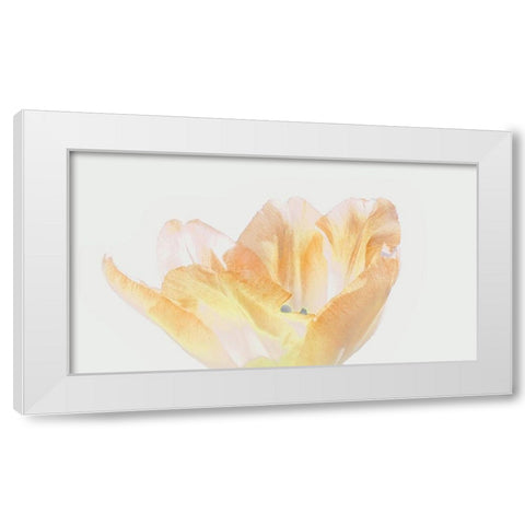 Happy Birthday White Modern Wood Framed Art Print by Peck, Gail