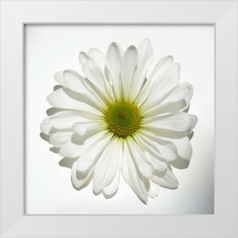 White Daisy White Modern Wood Framed Art Print by Peck, Gail