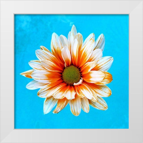 Peach Daisy White Modern Wood Framed Art Print by Peck, Gail
