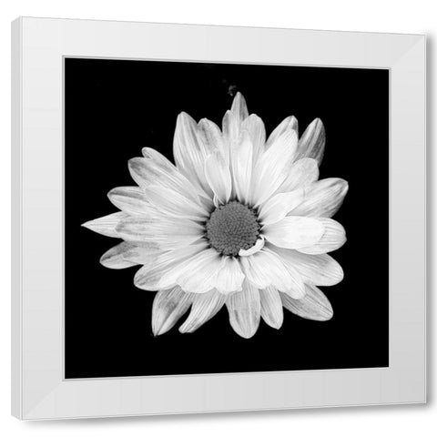White Daisy White Modern Wood Framed Art Print by Peck, Gail