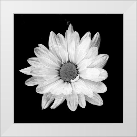 White Daisy White Modern Wood Framed Art Print by Peck, Gail