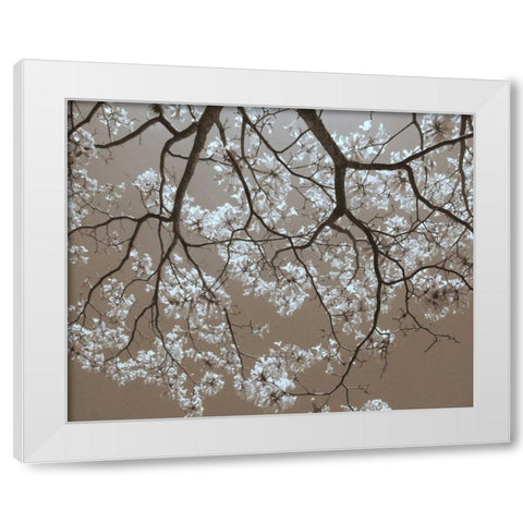 White Blossoms White Modern Wood Framed Art Print by Peck, Gail
