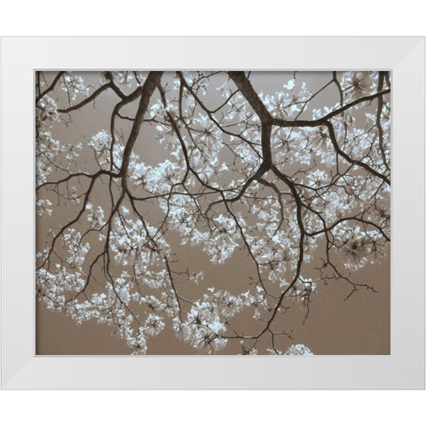 White Blossoms White Modern Wood Framed Art Print by Peck, Gail