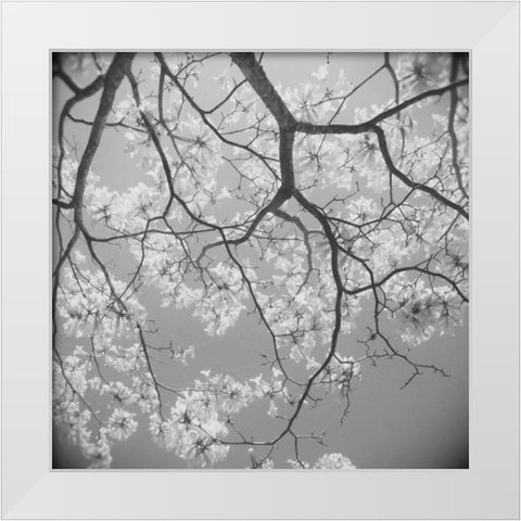 Blossoms on Gray II White Modern Wood Framed Art Print by Peck, Gail