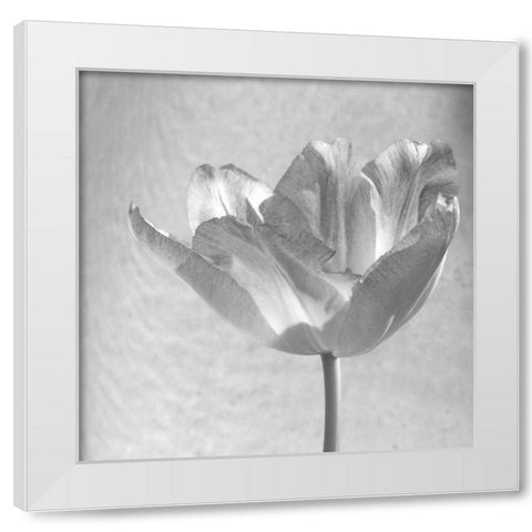 B-W Tulip White Modern Wood Framed Art Print by Peck, Gail